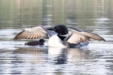Common Loon mother sheltering her chick with her wing 