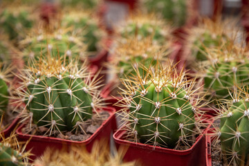 Small green cacti Trichocereus candicans in red pots are on sale in the flower shop.