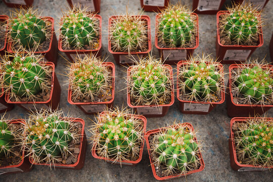 Small green cacti Trichocereus candicans in red pots are on sale in the flower shop. View from the top.