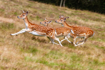 white deer