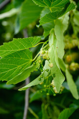 Naklejka premium Blooming linden tree with leaves on a green natural background