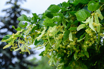 Fototapeta na wymiar Branch of blooming linden tree with yellow flowers, closeup