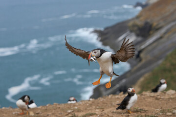 Puffin (Fratercula arctica) landing with small fish in its beak to feed its chick on Skomer Island...