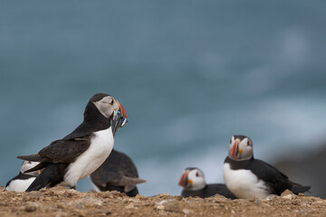Fototapeta premium Puffin (Fratercula arctica) carrying small fish in its beak to feed its chick on Skomer Island off the coast of Pembrokeshire in Wales, United Kingdom