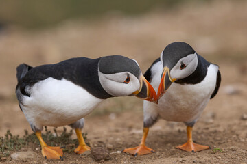 Atlantic puffin (Fratercula arctica) interacting on the cliffs of Skomer Island off the coast of Pembrokeshire in Wales, United Kingdom - Powered by Adobe
