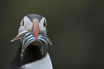 Puffin (Fratercula arctica) carrying small fish in its beak to feed its chick on Skomer Island off the coast of Pembrokeshire in Wales, United Kingdom © JeremyRichards