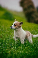 Small puppy with blue eyes walking on green grass. High quality photo
