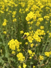 Obraz premium field of yellow flowers