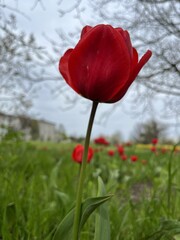 red tulip