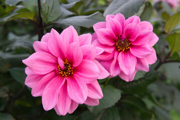 Obraz premium Pink peony-flowered Dahlias Close-up
