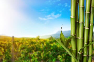 Fototapeta na wymiar Green cane stalks on plantation background.