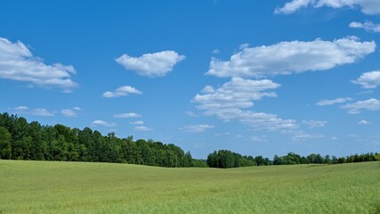 Rape field in Latvia. Beautiful landscape.