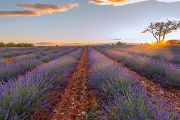 Champs de lavandes en fleurs au coucher du soleil sur le plateau de Valensole, en Provence, Sud de...