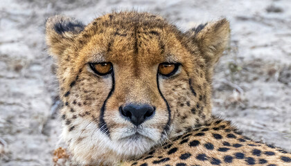 A closeup portrait of a cheetah