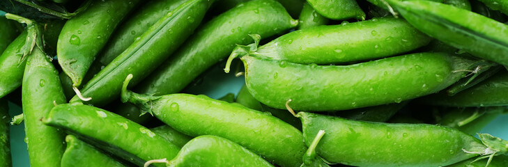 Green pea pods banner. Ripe vegetable 