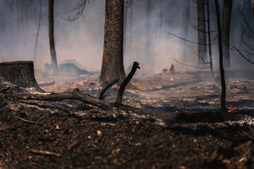 Durch einen verheerenden Waldbrand ist der Waldboden völlig verbrannt. Rauch steigt auf, einzelne Äste stehen noch in Flammen...25.07.22 - obrazy, fototapety, plakaty