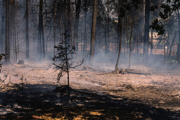Durch einen verheerenden Waldbrand ist der Waldboden völlig verbrannt. Rauch steigt auf, einzelne...