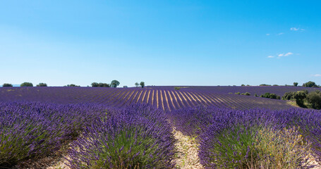 Naklejka na ściany i meble Champs de lavandes en fleurs sur le plateau de Valensole, en Provence, Sud de la France.