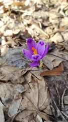 The first spring snowdrop among dry foliage close-up