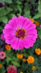 Obraz premium Pink zinnia in the summer garden close-up 