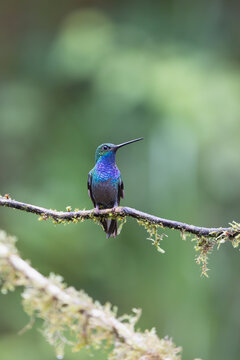 Perched hummingbird 