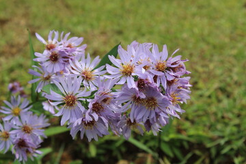 Obraz premium FOWERS