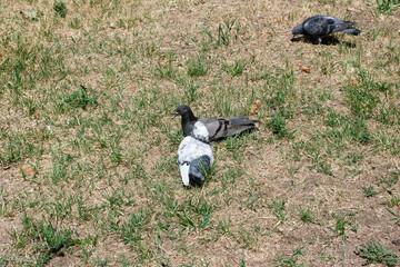 Pigeons on green grass outdoors