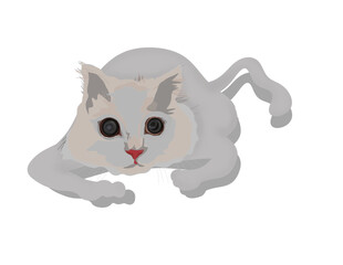 a small cat on a white background