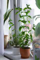 Mint in pot on window sill. Growing of herbs.