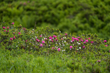 beautiful mountain meadow with alpine roses and cotton flowers at a summer evening after the rain