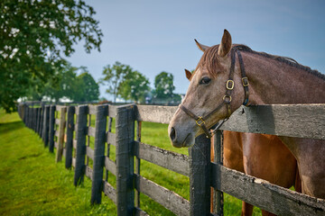 Fototapeta na wymiar Horse with its head over a fence at a horse farm.