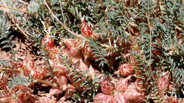 Big Bear Milkvetch, Astragalus Lentiginosus Variety Sierrae, a native perennial monoclinous herb displaying beaked ovate leguminous pod fruit during springtime in the San Bernardino Mountains.