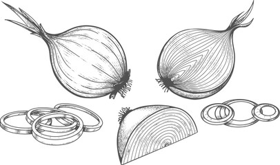 Onion etched drawing