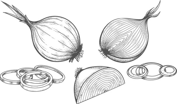 Onion etched drawing