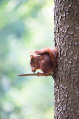 Red squirrel in Forest, Germany