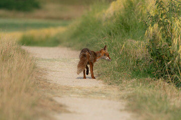 Red fox in german field