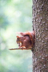 Red squirrel in Forest, Germany