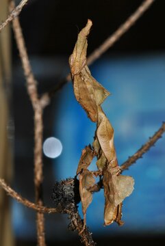 Female Phyllocrania paradoxa, deadly indian mantis looks like alien or dry leaf, unusual terrarium pet, ideal for children.