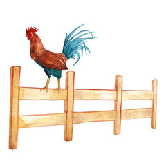 rooter watercolor © IULIIA