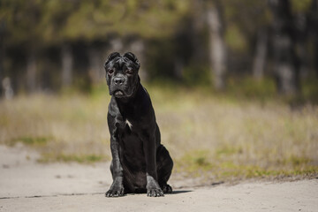 Cane corso italiano puppy in the Park on the green lawn