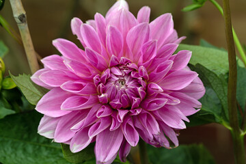 Fototapeta premium 'Lavender Perfection' a dinnerplate Dahlia.