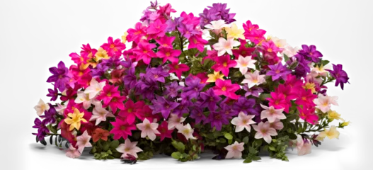 Foto auf Acrylglas bush of flowers on transparent background, png © Аrtranq