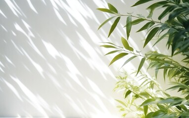 Blurred shadow from leaves plants tree branch on the white wall. Sunlight and foliages leaves shadow. Minimal abstract background for product presentation.