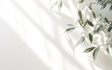 Tropical palm leaves with shadows on white wall.  Minimal abstract blurred tropical background for product presentation.