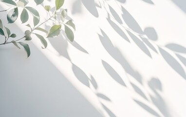 Leaf shadow on wall blur background. Nature tropical leaves tree branch and plant with sunlight and foliages leaves shadow. Minimal abstract background for product presentation.