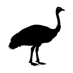 Ostrich silhouette isolated on white background. Vector illustration