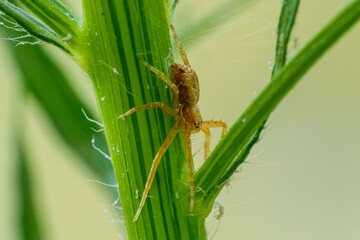 Close-up of a crab spider, Philodromus dispar, feeding on a beetle larva it has killed. Dorsal view.