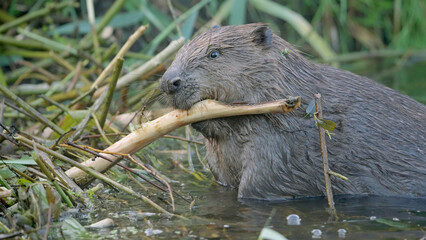 Eurasian beaver wild animal Castor fiber