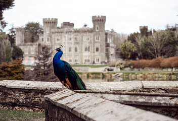 Peacock in front of Jonestown Castle