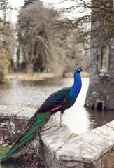 Fototapeta premium Peacock in front of Jonestown Castle